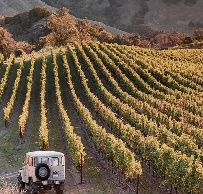 Our vineyards image