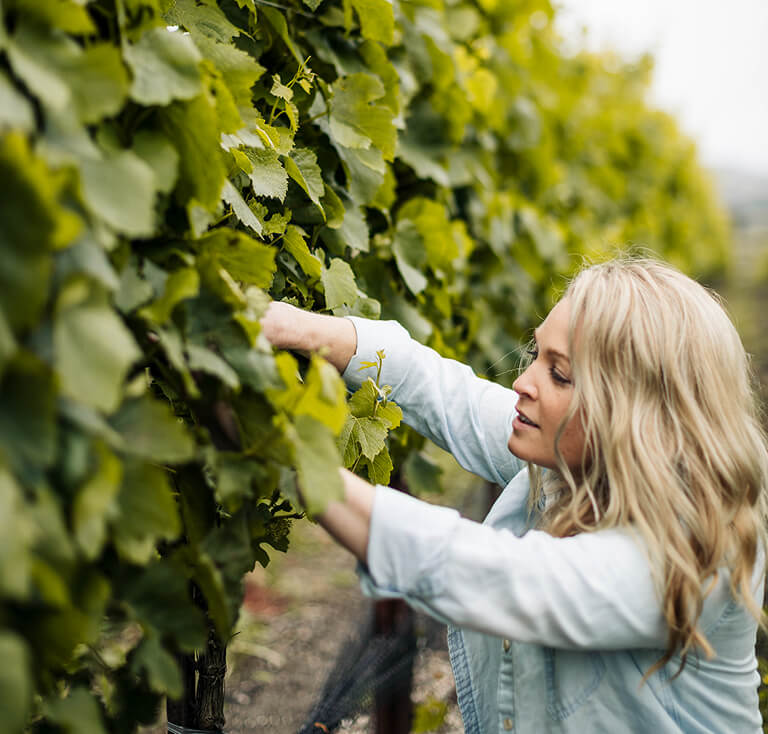 Our vineyards image